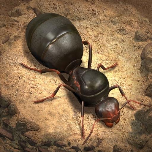 The Ants